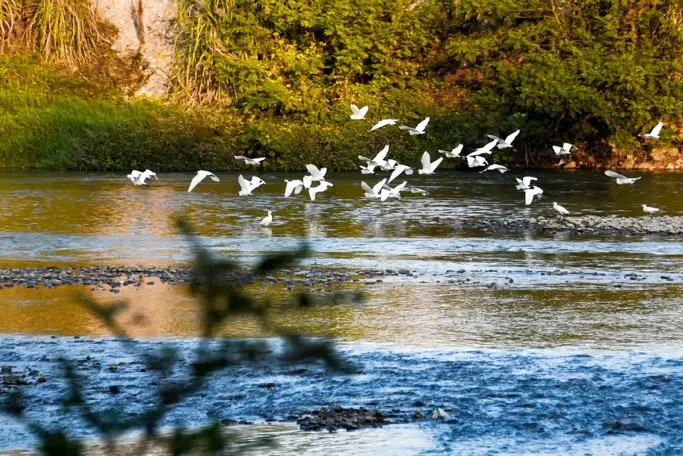 Photo taken on Oct. 19, 2019, shows migratory egrets in Suichuan county, Ji’an, East China’s Jiangxi Province. Photo by Xiao Yuanpan/People’s Daily Online