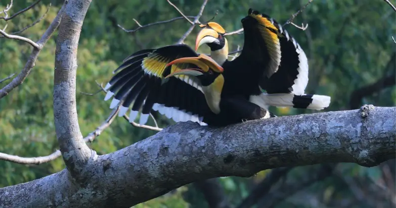 Great hornbill rest on a tree in Tongbiguan provincial nature reserve in southwest China's Yunnan province. Photo courtesy of the Forestry and Grassland Administration of Yunnan province.