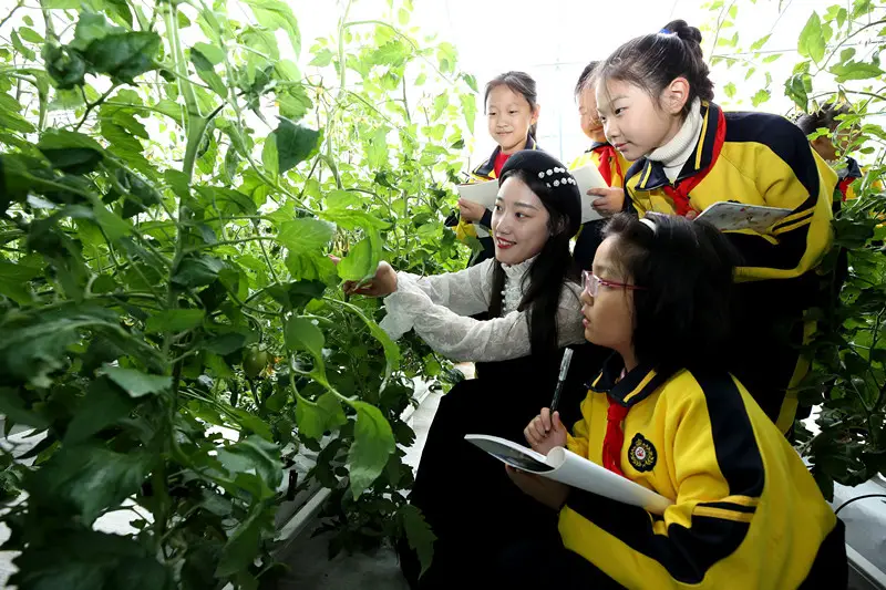 An elementary school teacher and her students watch tomato seedlings grown in soilless conditions in an agricultural technology demonstration park in Xihuagou village, Zaozhuang city, east China's Shandong province, Nov. 28. (Photo by Sun Zhongzhe/People's Daily Online)