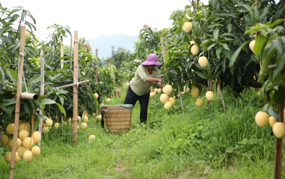 © Photo shows a villager picking mangoes in Huaping county, Yunnan province. (Photo by Liang Zhiqiang/People’s Daily Online)