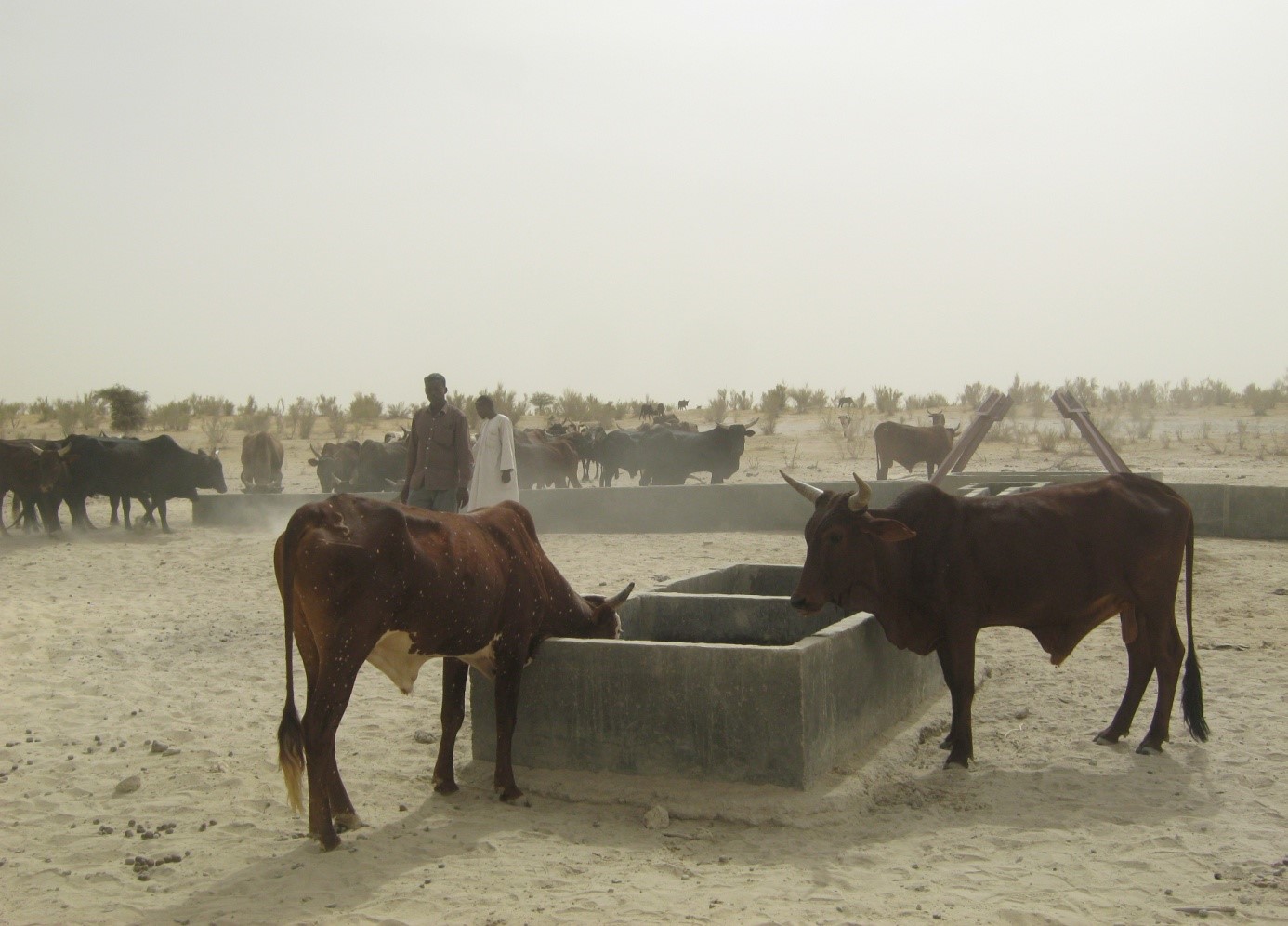 Sahel et bassin du lac Tchad : la BAD soutient la sécurité alimentaire pour prévenir l'aggravation sécuritaire