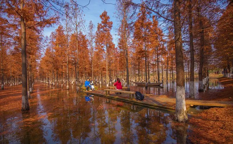 Visitors pose for pictures in a dawn redwood forest in Sihong Hongze Lake Wetland Scenic Area in Suqian, east China's Jiangsu Province, Dec. 6. (Photo by Zhang Lianhua/People's Daily Online)