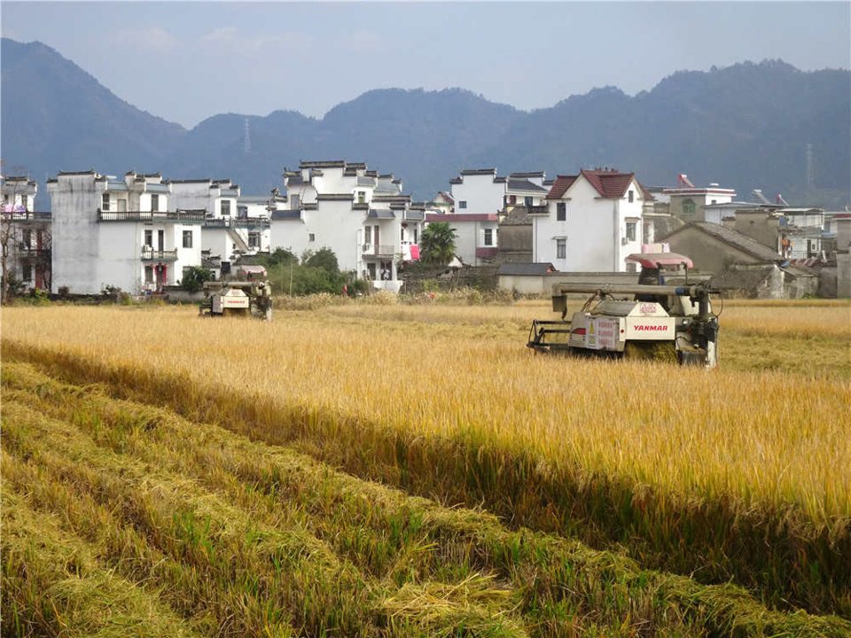 Harvesters reap rice on a paddy field on Henggang village, Huangshan, east China's Anhui province, Dec. 6. (Photo by Wu Shouyi/People's Daily Online) Harvesters reap rice on a paddy field on Henggang village, Huangshan, east China's Anhui province, Dec. 6. (Photo by Wu Shouyi/People's Daily Online)