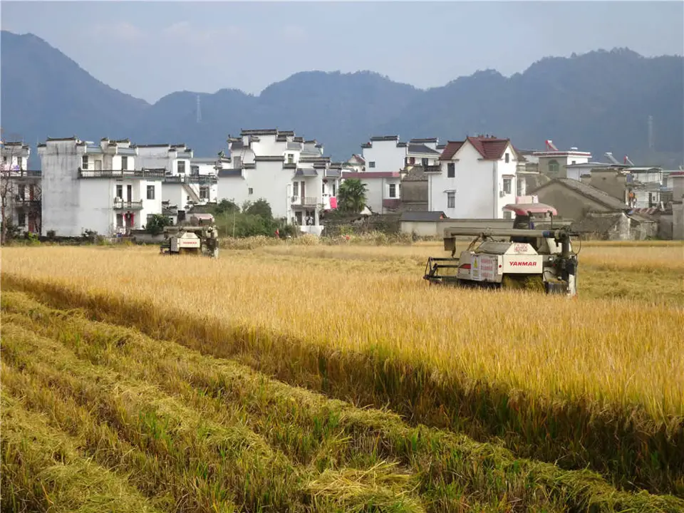 Harvesters reap rice on a paddy field on Henggang village, Huangshan, east China's Anhui province, Dec. 6. (Photo by Wu Shouyi/People's Daily Online)