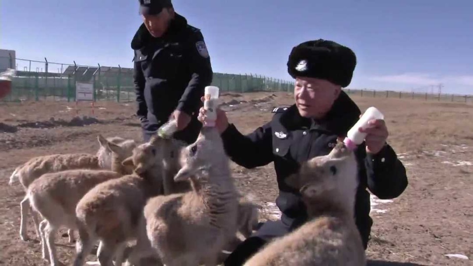 Members of the nature protection station feed milk to the baby Tibetan antelopes. Photo: Golmud Media Convergence Center Members of the nature protection station feed milk to the baby Tibetan antelopes. Photo: Golmud Media Convergence Center