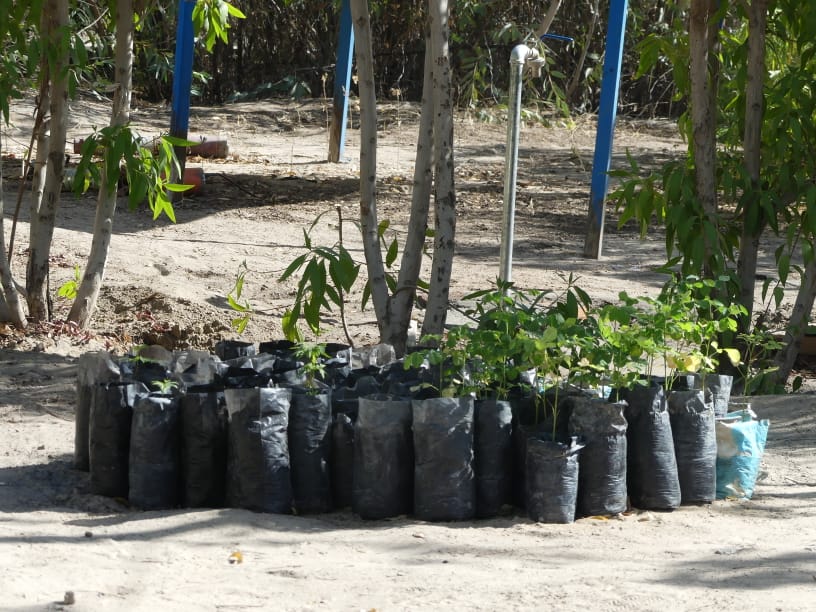 Tchad : au Barh El Gazel, l'ONG Sahkal au devant de la lutte contre la désertification Tchad : au Barh El Gazel, l'ONG Sahkal au devant de la lutte contre la désertification