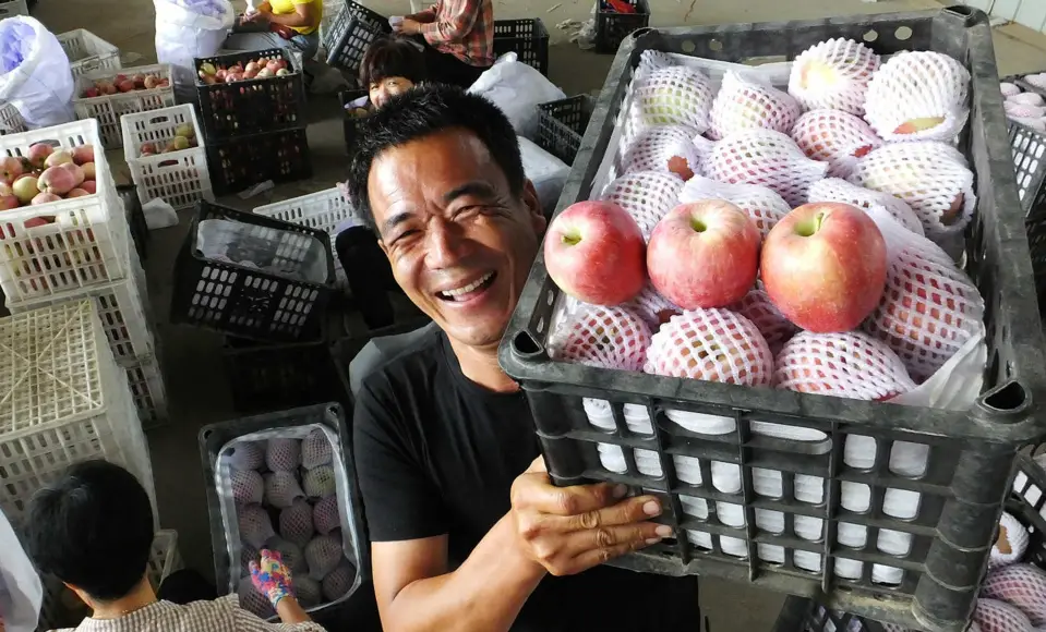 Chen Ying, a rural agent in Zhoujiacun village, Wanrong county, Yuncheng, north China's Shanxi province, carries local apples for purchasers from e-commerce platforms, Sept. 12, 2020. (Photo by Gao Xinsheng/People's Daily Online)
