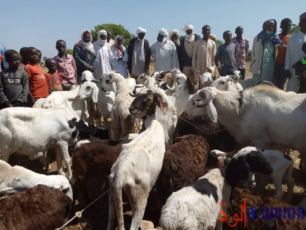 Tchad : la Tandjilé lance la vaccination du bétail contre la peste et la péripneumonie. © Éric Guedi/Alwihda Info