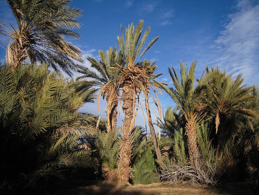 La reforestation est capitale pour lutter contre le réchauffement climatique. © DR