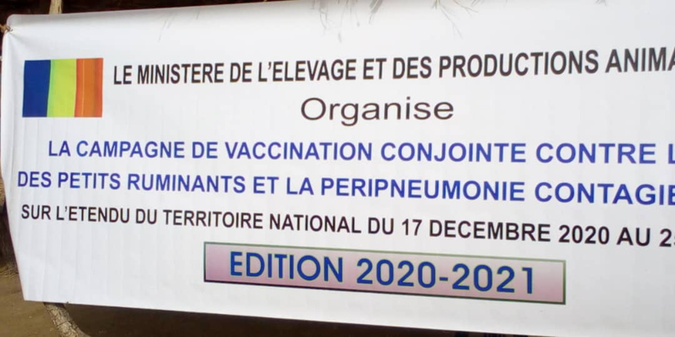 Tchad : vaccination de milliers de têtes de bétail au Mayo Kebbi Ouest