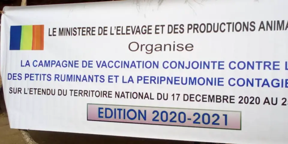 Tchad : vaccination de milliers de têtes de bétail au Mayo Kebbi Ouest