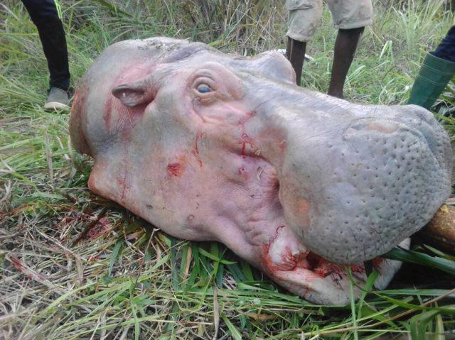 Togo : L’hippopotame toujours en danger Togo : L’hippopotame toujours en danger