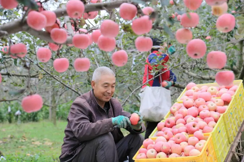 A farmer picks apples in an orchard in Youhao village, Yongxing Township, Lixian County, Longnan, northwest China's Gansu Province, Oct. 15, 2020. (Photo by Li Xuchun/People's Daily Online)