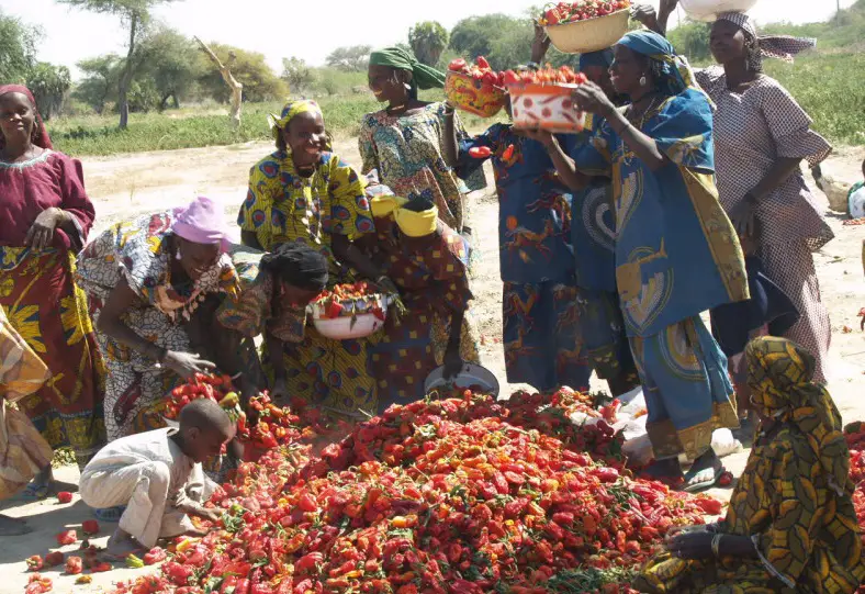 Bassin du Lac Tchad : La BAD s’engage pour l’autonomisation des femmes au Sahel