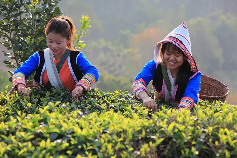 Photo taken on Feb. 24, shows villagers in Jino ethnic township, Jinghong city, southwest China’s Yunnan province, picking spring tea leaves. (Photo by Li Yunsheng/People’s Daily Online)
