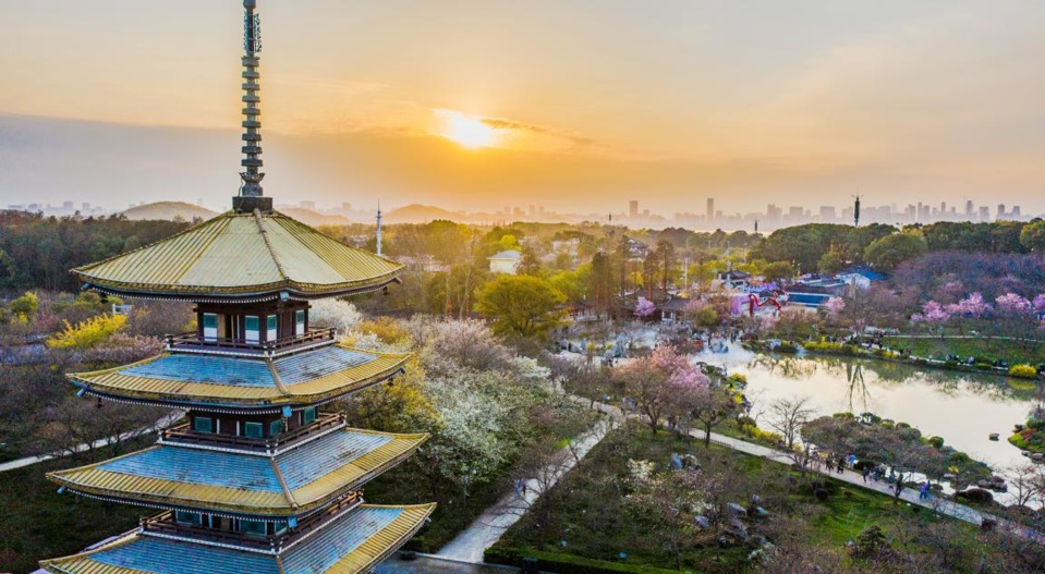 Photo taken on March 4, 2021, shows a cherry blossom garden in East Lake scenic area in Wuhan, capital of central China’s Hubei province. (Photo by Zhao Guangliang/People’s Daily Online)