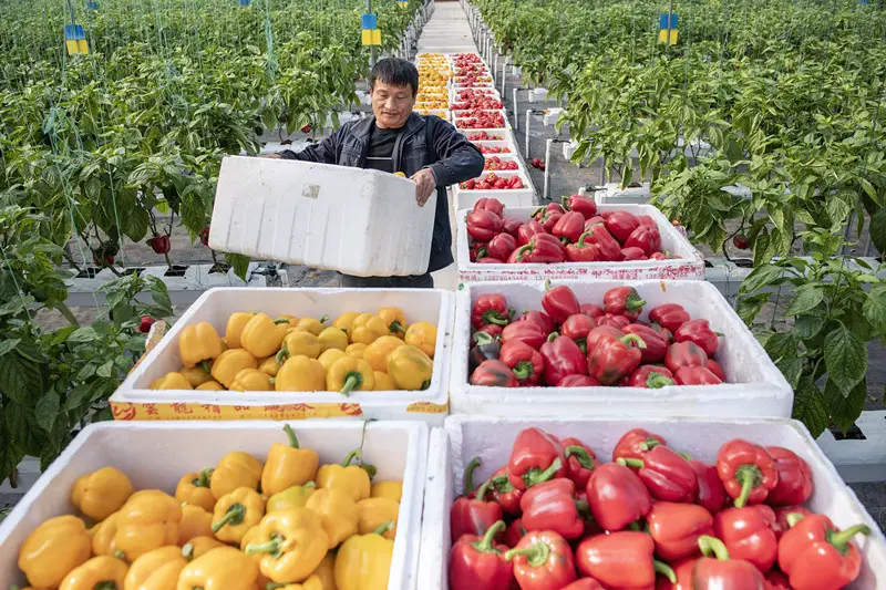 A villager picks and boxes up bell peppers at an organic vegetable base in Zhongluotan town, Baiyun district, Guangzhou, south China's Guangdong province, Jan. 27, 2021. (Photo by Qiu Xinsheng/People's Daily Online)