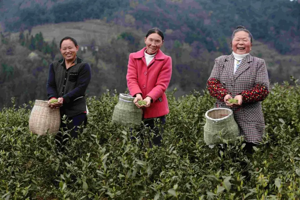 Local tea farmers pick tea at Shuangshi village, Chongqing Municipality in southwest China on March 11. The industry has been helping lift local residents out of poverty. Photo by Yang Min/People’s Daily Online