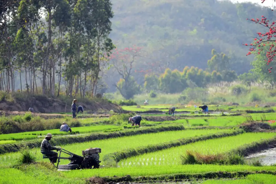 Photo taken on Feb. 23, 2021, shows people of Li ethnic group in Pai’an village, Chahe township, Changjiang Li autonomous county, south China’s Hainan province, working in paddy fields. (Photo by Meng Zhongde/People’s Daily Online)