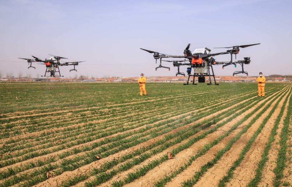 Agricultural spraying drones are working in a field in Tengjia Township, Rongcheng, east China's Shandong Province, March 19, 2021. (Photo by Li Xinjun/People's Daily Online)
