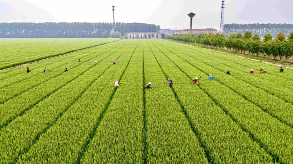 Employees of a seed base remove sickly and off-type plants in a wheat field in Lujiang County, east China's Anhui Province, to ensure quality of wheat seeds, April 28, 2020. (Photo by Chao Zhibin/People's Daily Online) Employees of a seed base remove sickly and off-type plants in a wheat field in Lujiang County, east China's Anhui Province, to ensure quality of wheat seeds, April 28, 2020. (Photo by Chao Zhibin/People's Daily Online)