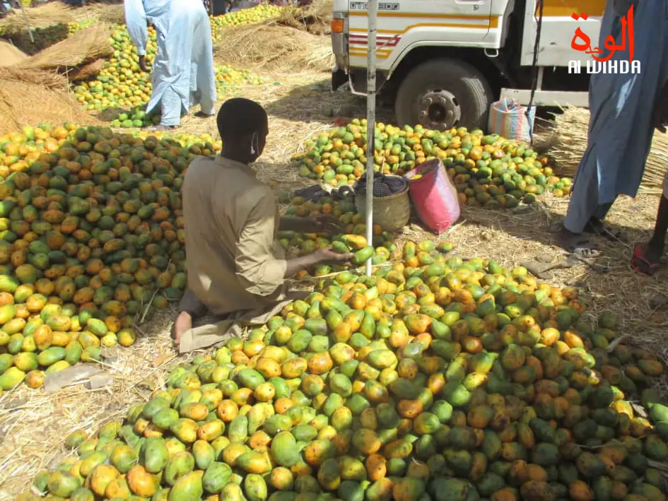 Tchad : vente des fruits, des conditions d'hygiène qui laissent à désirer
