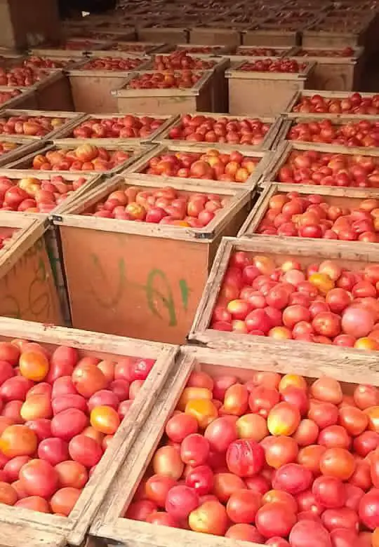 Tchad : La consommation de la tomate en temps de chaleur