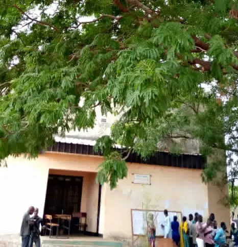 Tchad : Néré, l’arbre "utile" pour la santé