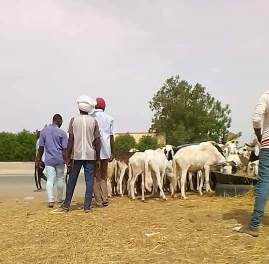 Tchad : les prépratifs de l'Aïd el-Fitr vont bon train à N'Djamena. © Tchonchimbo Ouapi Raphaël/Alwihda Info