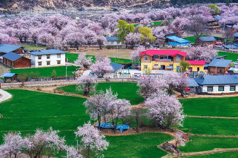 Photo taken on March 26 shows a beautiful view in Luoma village, Zayu county, southwest China’s Tibet autonomous region. (Photo by You Jinhua/People’s Daily Online)