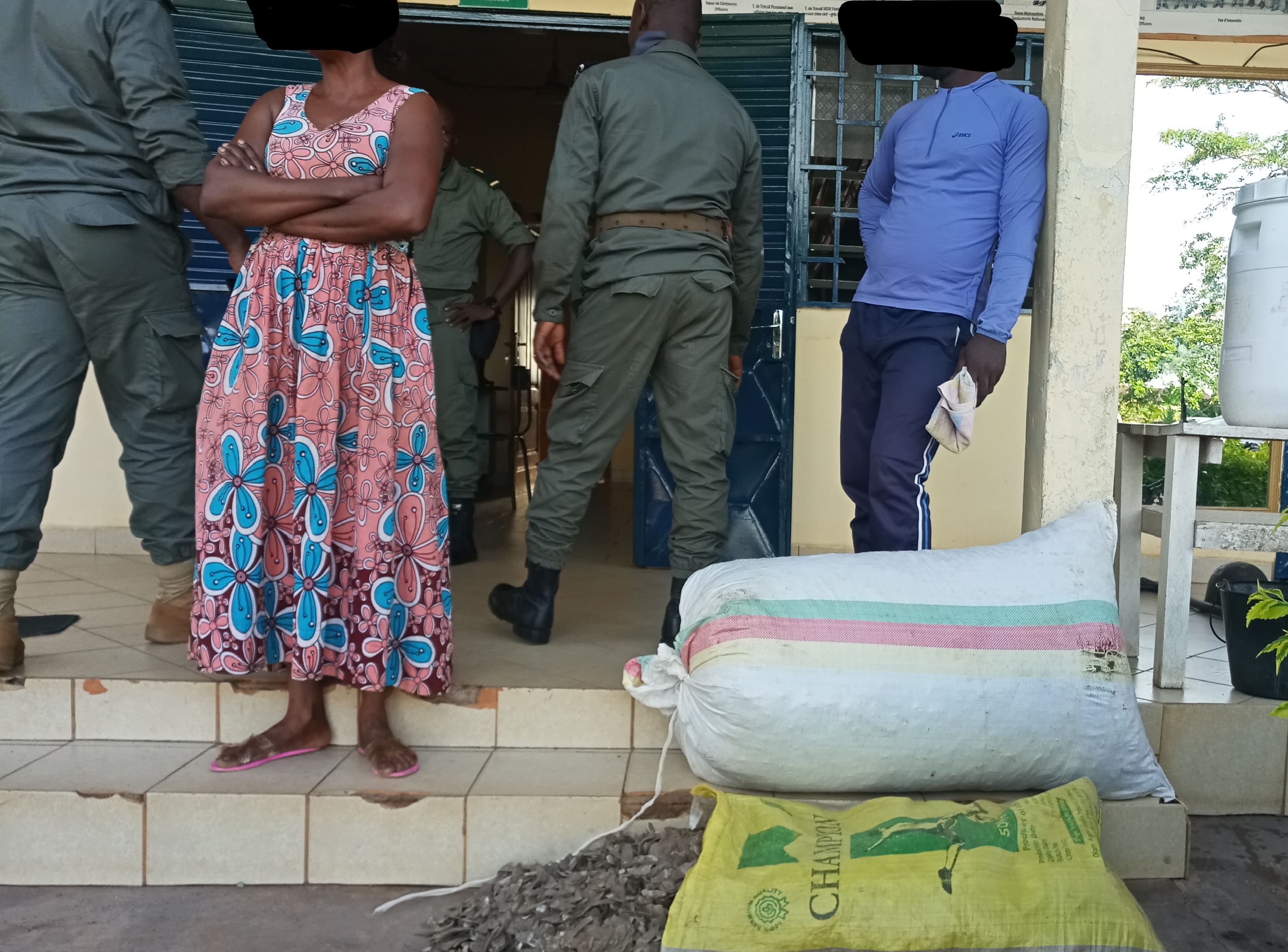 Cameroun : Deux personnes interpellées avec 70kg d'écailles de pangolin à Mbalmayo
