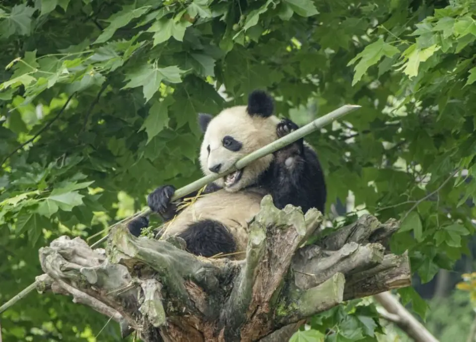 A giant panda eats bamboo at Shenshuping base of China Conservation and Research Center for the Giant Panda in Gengda township, Wenchuan county, Ngawa Tibetan and Qiang autonomous prefecture, southwest China’s Sichuan province, June 24, 2021. (Photo by Liu Guoxing/People’s Daily Online)