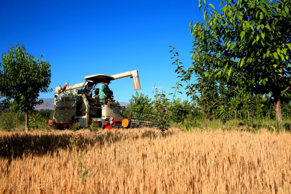 A harvester reaps wheat on a cherry-wheat relay cropping field in Zhangye, northwest China's Gansu province, July 2, 2021. (Photo by Yang Yongwei/People's Daily Online) A harvester reaps wheat on a cherry-wheat relay cropping field in Zhangye, northwest China's Gansu province, July 2, 2021. (Photo by Yang Yongwei/People's Daily Online)