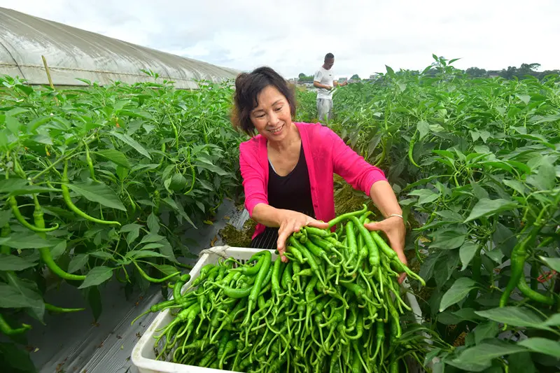 Villagers pick green chilies at a vegetable planting base in Xinhuasuo village, Xinhua township, Jinping county, Qiandongnan Miao and Dong autonomous prefecture, southwest China’s Guizhou province, June 14, 2021. (Photo by Li Bixiang/People’s Daily Online)