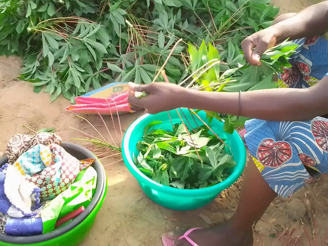 Nutrition : les bienfaits du manioc et de ses feuilles en Afrique