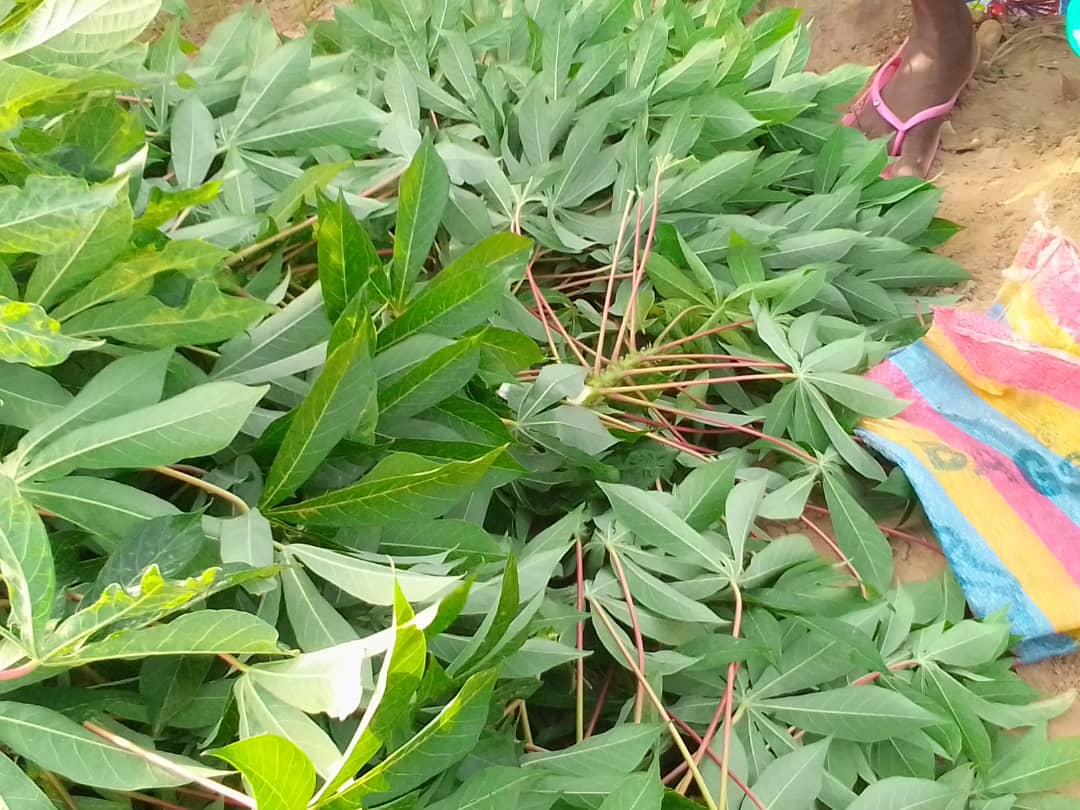 Nutrition : les bienfaits du manioc et de ses feuilles en Afrique
