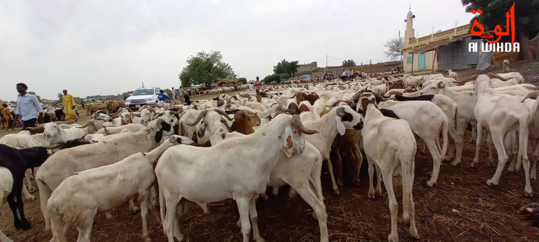 Tchad : le prix du mouton n'est pas à la portée de tous à l'approche de l'Aid Al-Adha