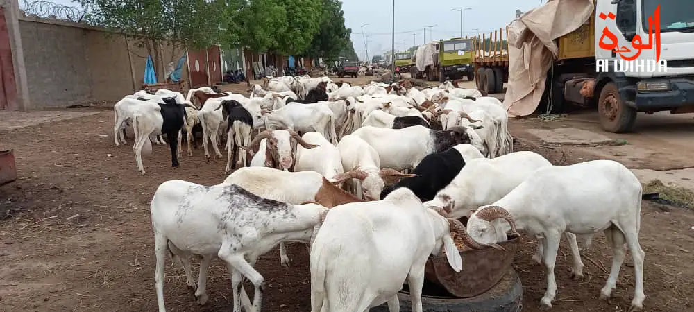 Tabaski au Tchad : les autorités mettent en garde contre la viande non contrôlée