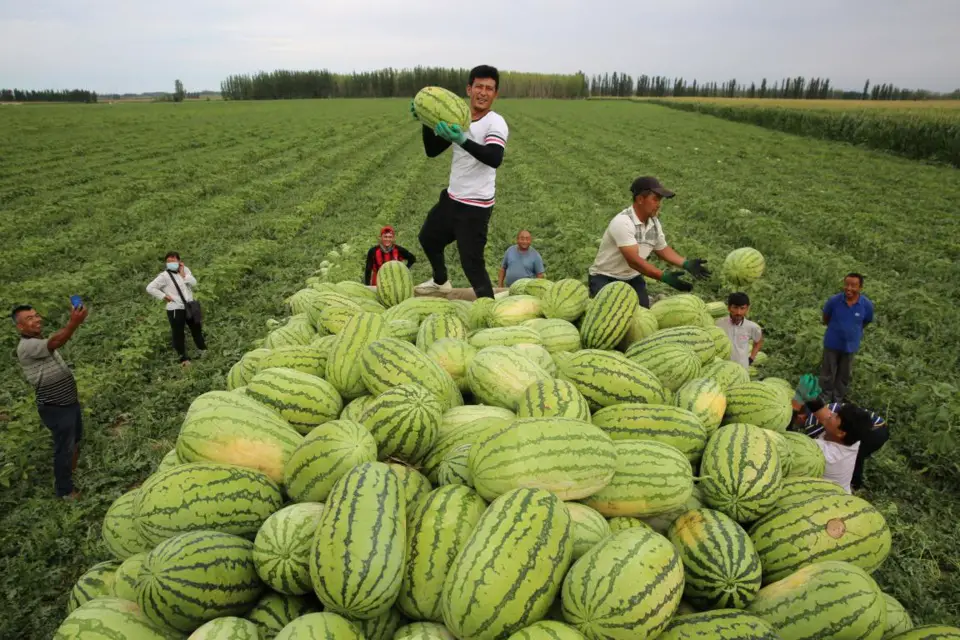 Photo taken on July 16, 2021, shows farmers picking ripe watermelons in Apaer village, Qapqal Xibe autonomous county, northwest China’s Xinjiang Uygur autonomous region. (Photo by Hua Yanming/People’s Daily Online)