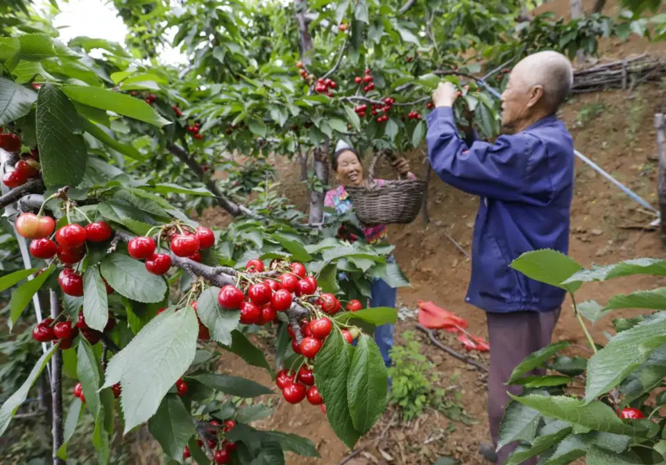 Farmers pick cherries at a hillside orchard in Qiukeyu village, Houjiazhai township, Zunhua city, north China’s Hebei province, May 26, 2021. (Photo by Liu Mancang/People’s Daily Online)