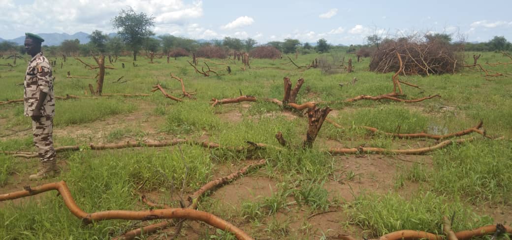 Tchad : une destruction environnementale suscite la colère des autorités au Guera