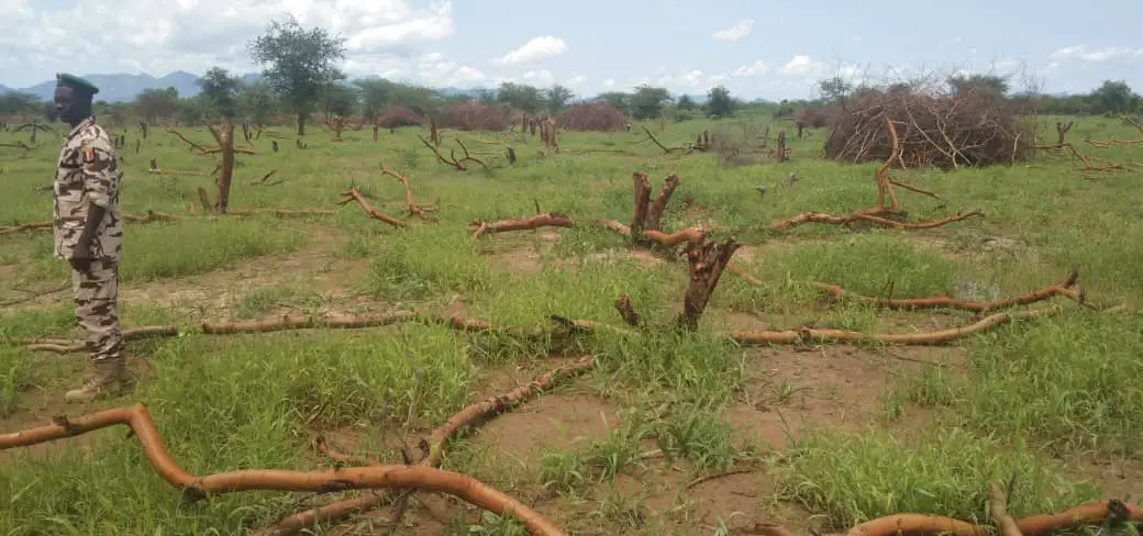 Tchad : une destruction environnementale suscite la colère des autorités au Guera