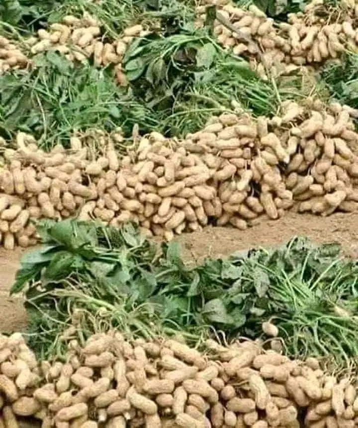 Tchad :  l’arachide, une plante riche en nutrition et santé