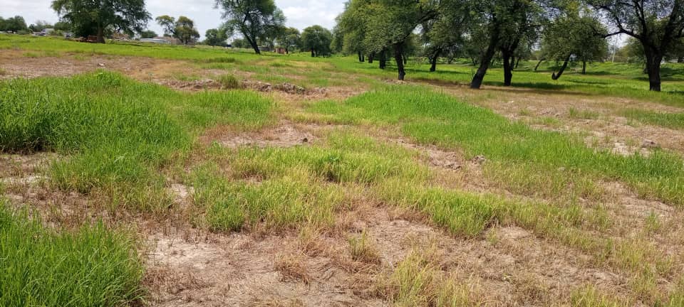 Tchad : l'impact des herbicides dans le secteur agricole