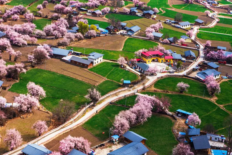 Peach blossoms flourish in Lhoma village, Zayul, southwest China's Tibet autonomous region, March 26, 2021. (Photo by You Jinhua/People's Daily Online)