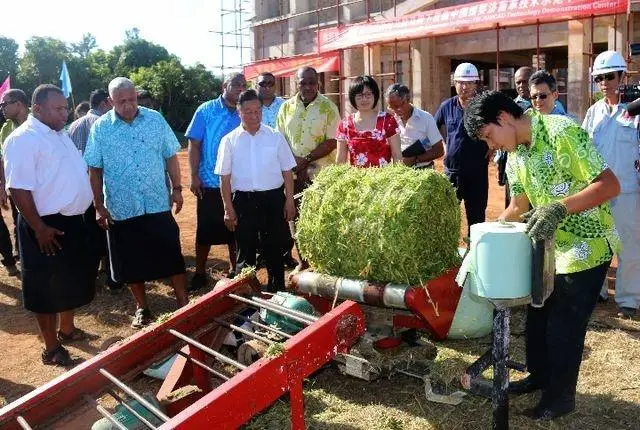 Chief scientist Lin Zhanxi of China National Engineering Research Center of Juncao Technology, Fujian Agriculture and Forestry University, shows how to process Juncao to local farmers in Fiji at the fifth workshop of the China-Fiji Juncao Technology Cooperation Project. (Photo provided by Lin Zhanxi)