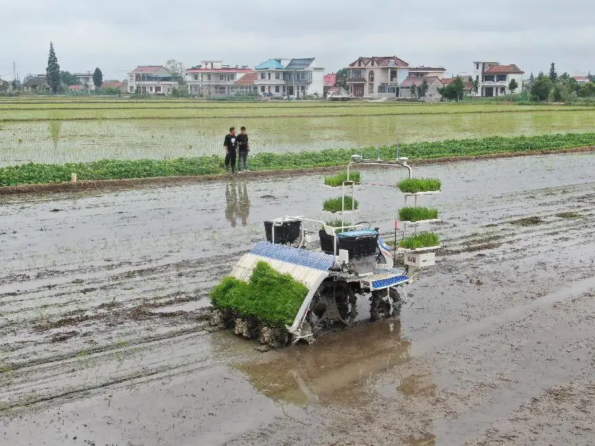 An unmanned transplanter equipped with BeiDou Navigation Satellite System carries out operations in Yumin village, Nantong city, east China’s Jiangsu province, July 2, 2021. (Photo by Xu Congjun/People’s Daily Online)