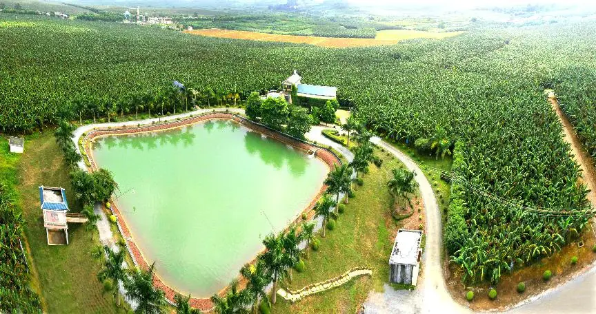 Photo shows a standardized banana plantation that covers an area of more than 666.67 hectares in Nanning city, capital of south China’s Guangxi Zhuang autonomous region. (Photo from the website of the Department of Agriculture and Rural Affairs of Guangxi Zhuang Autonomous Region)