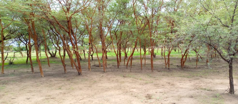 Tchad : un père tue un homme au Sila pour venger la mort de son fils Tchad : un père tue un homme au Sila pour venger la mort de son fils
