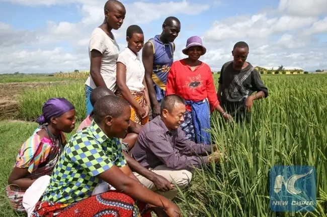 A demonstration farm run by Chinese agricultural experts to Tanzania. [Photo: Xinhua]